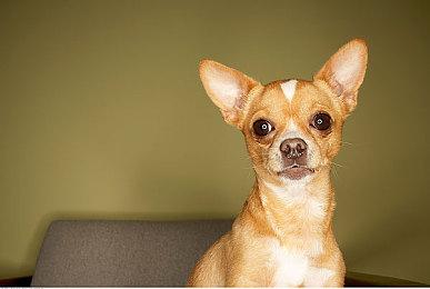 传闻：《彩虹六号：围攻》将推出士官长联动皮肤